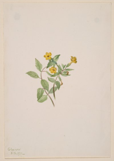  av Mary Vaux Walcott