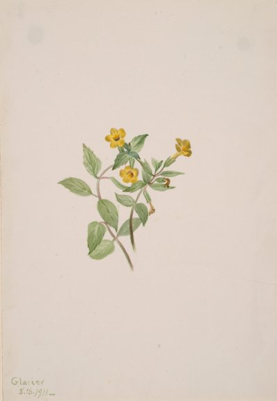 Moskusblomst Mimulus moschatus, 1911. av Mary Vaux Walcott