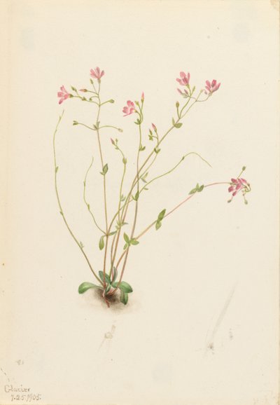  av Mary Vaux Walcott