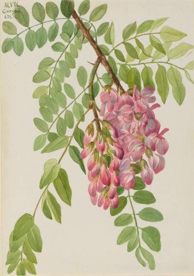  av Mary Vaux Walcott