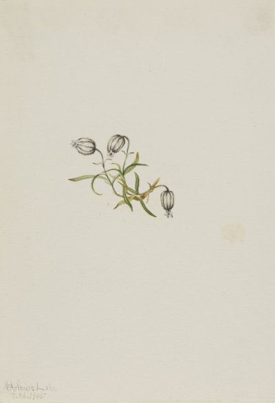  av Mary Vaux Walcott