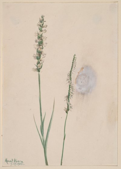 Nikkende damelokker (Ibidium cernum) av Mary Vaux Walcott
