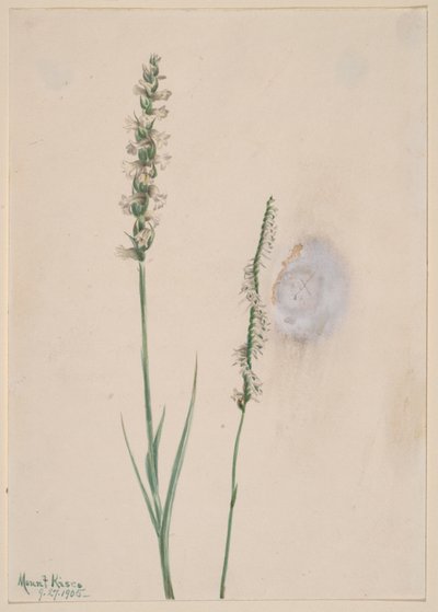 Nikkende damedresser Ibidium cernum, 1905. av Mary Vaux Walcott
