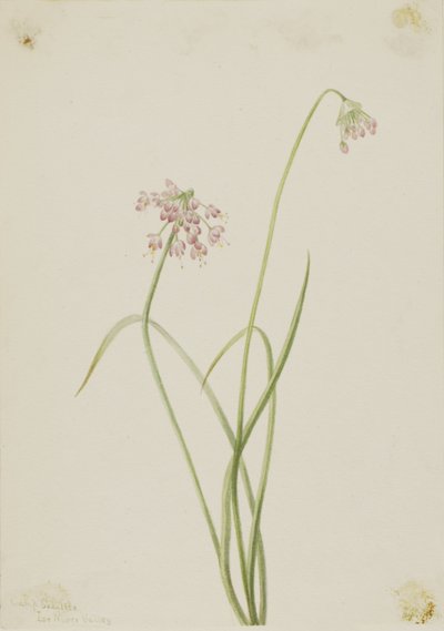 Nikkende løk (Allium cernuum) av Mary Vaux Walcott
