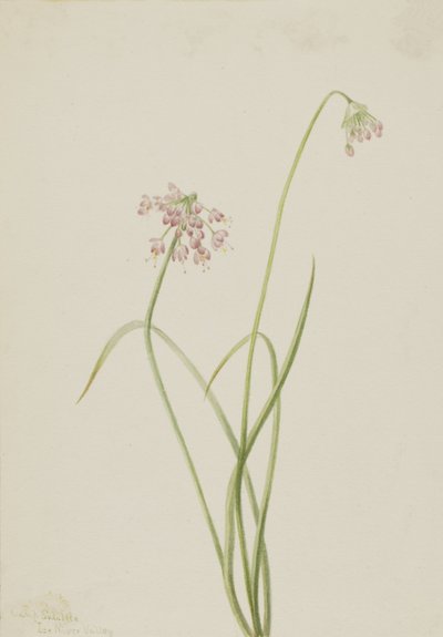 Nikkende løk Allium cernuum, 1901. av Mary Vaux Walcott