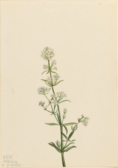  av Mary Vaux Walcott