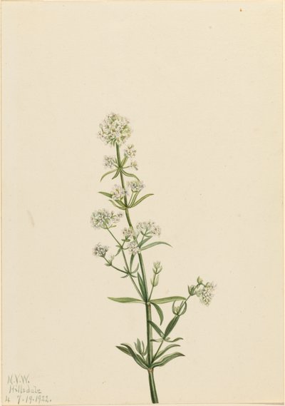 Northern Bedstraw Galium boreale, 1922. av Mary Vaux Walcott