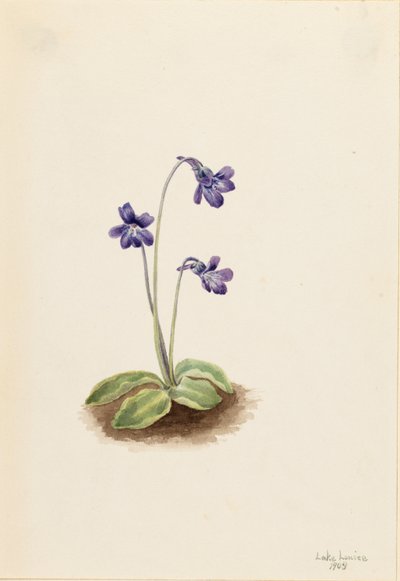  av Mary Vaux Walcott