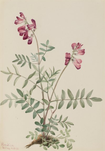  av Mary Vaux Walcott