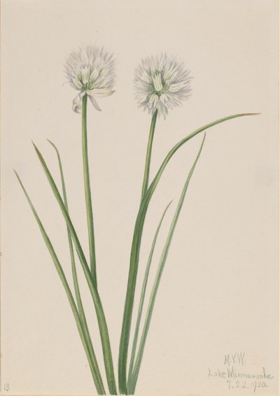 Northern Onion Allium sibiricum, 1920.    1139783   no       norwegian Successfully Translated  Original: Pijprokende man Translat: Pijprokende man 1381260 no norwegian Successfully Translated Original: Cut Rocks, c.1837 (pencil, watercolor and gouache on  av Mary Vaux Walcott