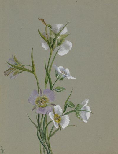 På veien til monumentet, 1881. av Mary Vaux Walcott