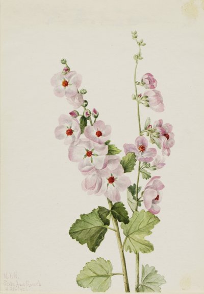 av Mary Vaux Walcott