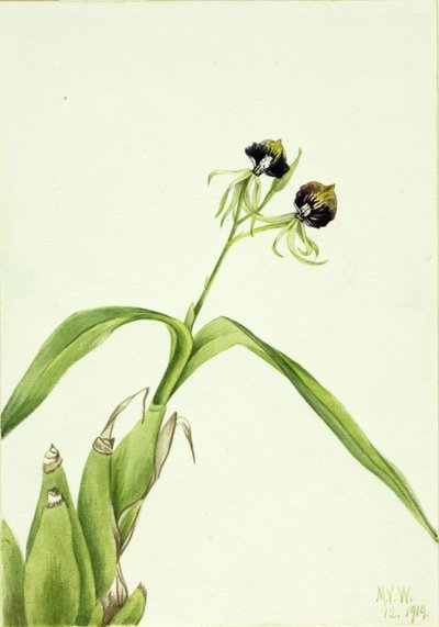 Orkide (Epidendrum cochleatum) av Mary Vaux Walcott
