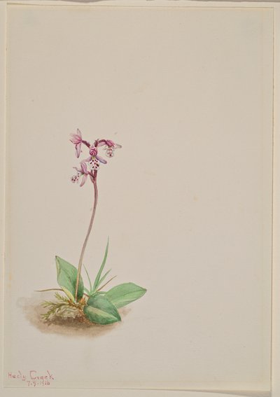 Orchis Orchis rotundifolia, 1916. av Mary Vaux Walcott