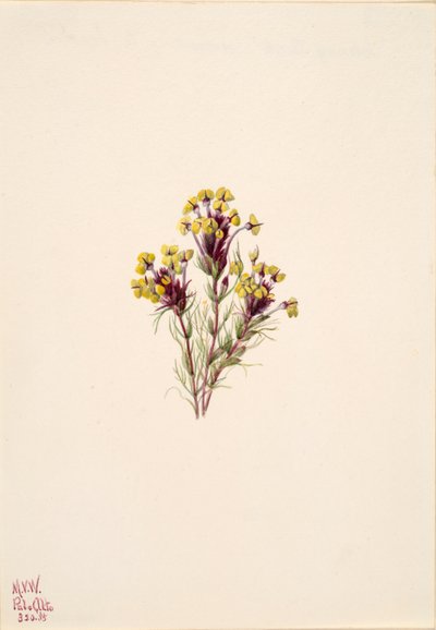 Uglekløver Orthocarpus erianthus, 1935. av Mary Vaux Walcott