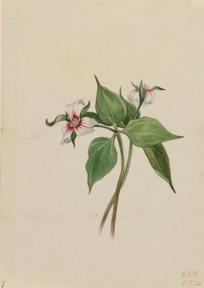  av Mary Vaux Walcott