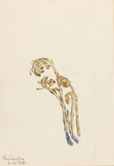  av Mary Vaux Walcott