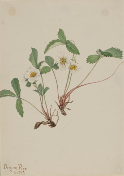  av Mary Vaux Walcott