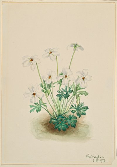  av Mary Vaux Walcott