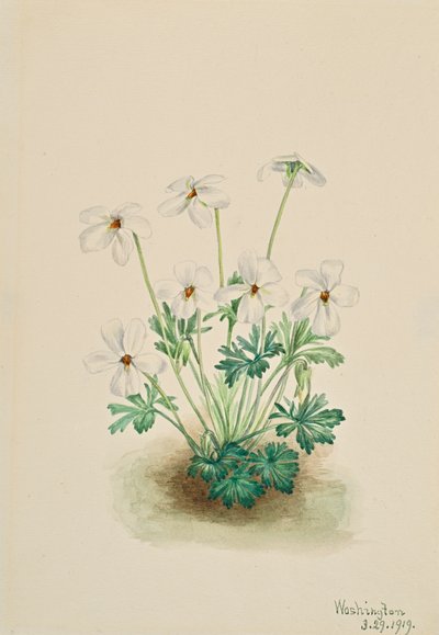 Stemorviolett Viola slitebane, 1919. av Mary Vaux Walcott