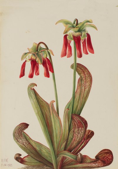Papegøyekanne Sarracenia psittacina, 1925. av Mary Vaux Walcott