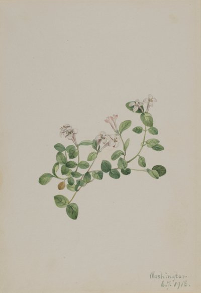 Reptridgeberry (Mitchella repena) av Mary Vaux Walcott