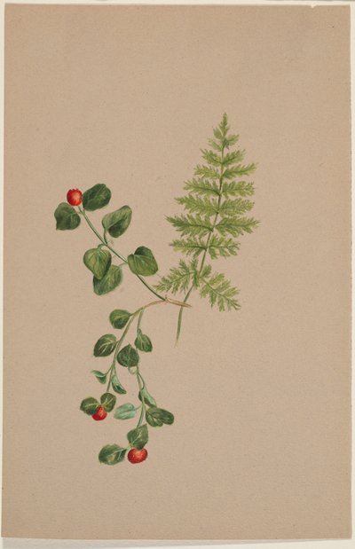 Reptridgeberry (Mitchella repens) av Mary Vaux Walcott