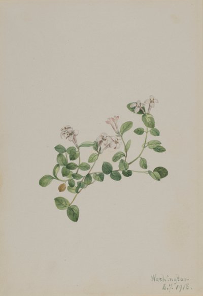 Partridgeberry Mitchella angret, 1918. av Mary Vaux Walcott