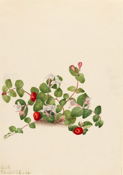 Partridgeberry Mitchella angret, 1925. av Mary Vaux Walcott