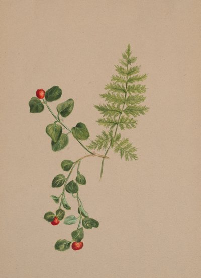 Partridgeberry Mitchella repens, ca. 1883. av Mary Vaux Walcott