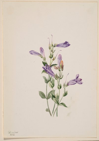  av Mary Vaux Walcott