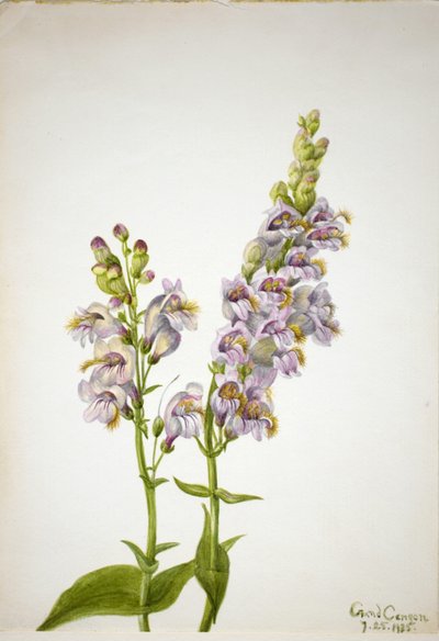  av Mary Vaux Walcott
