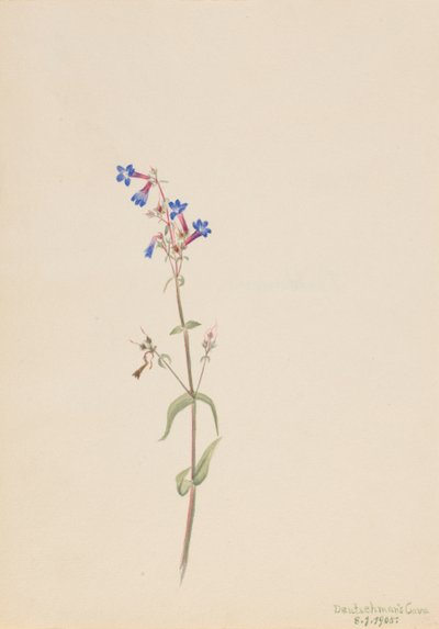Pentstemon Pentstemon procerus, 1905. av Mary Vaux Walcott