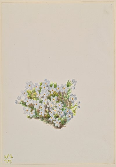 Phlox Phlox caespitosa, 1937. av Mary Vaux Walcott