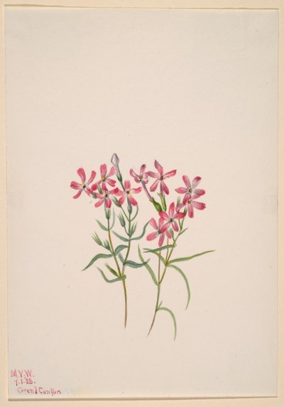  av Mary Vaux Walcott