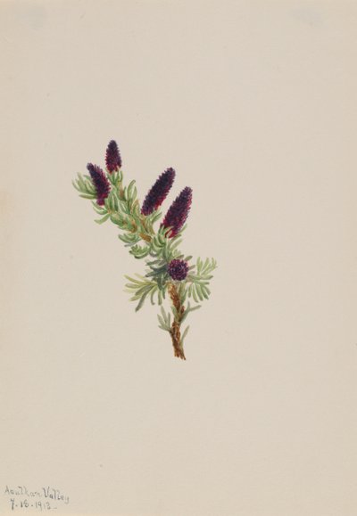 Picea engelmanni, 1913. av Mary Vaux Walcott