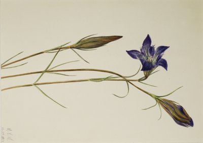  av Mary Vaux Walcott