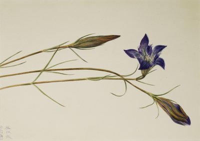 Pinebarren Gentian Gentiana porphyrio, 1923. av Mary Vaux Walcott