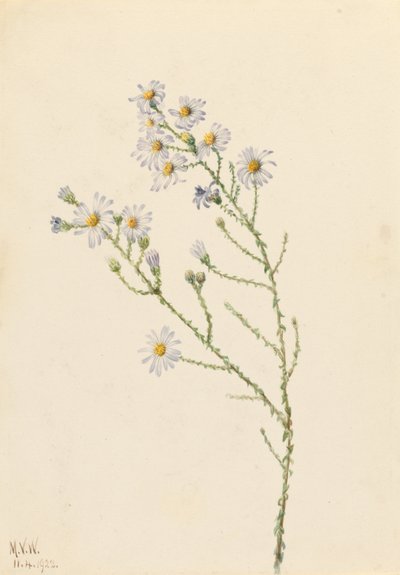  av Mary Vaux Walcott