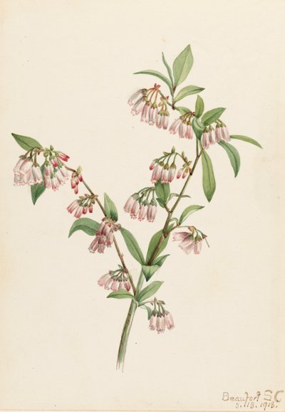 Pineland Blueberry Vaccinium tenellum, 1918. av Mary Vaux Walcott