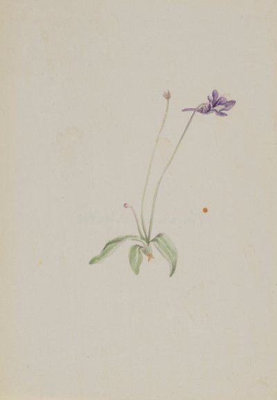  av Mary Vaux Walcott