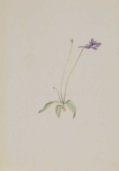 Pinguicula vulgaris, ca. tidlig på 1930-tallet. av Mary Vaux Walcott