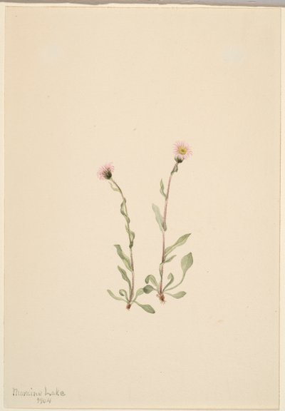  av Mary Vaux Walcott