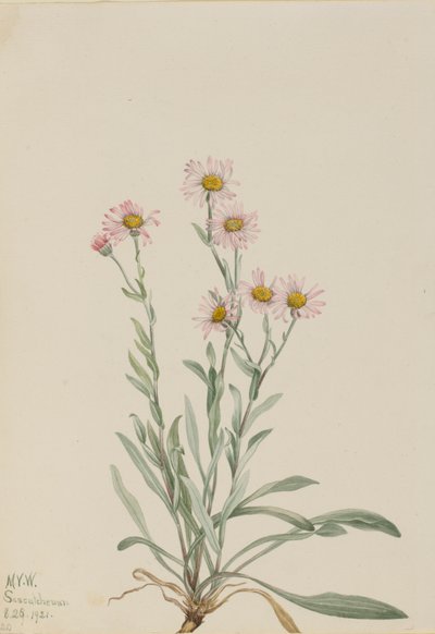 Pink Fleabane Erigeron caespitosus, 1921. av Mary Vaux Walcott
