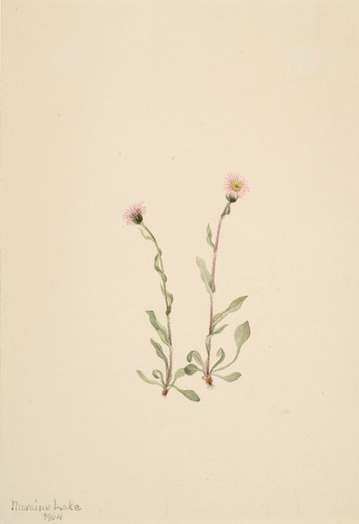 Rosa loppebane Erigeron jucundus, 1904. av Mary Vaux Walcott