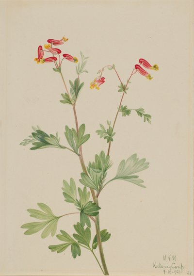  av Mary Vaux Walcott