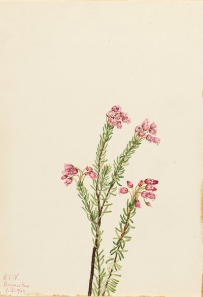  av Mary Vaux Walcott