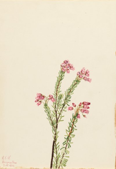 Pink Mountain Heather Phyllodoce empetriformis, 1924. av Mary Vaux Walcott