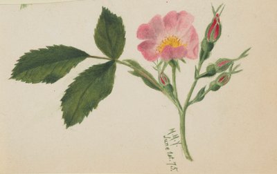  av Mary Vaux Walcott