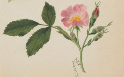 Rosa rose, 1875. av Mary Vaux Walcott